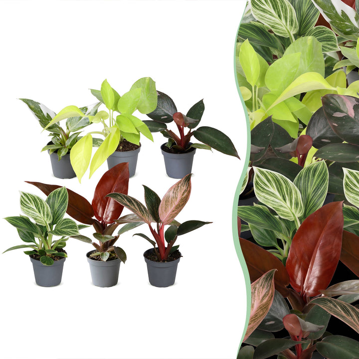 Baby Philodendron Family, pack of 6 tropical plants in 6cm pots