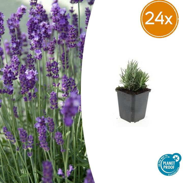 Young lavender plant with narrow green foliage in black 9cm pot, showing typical compact growth habit of Dwarf Blue variety