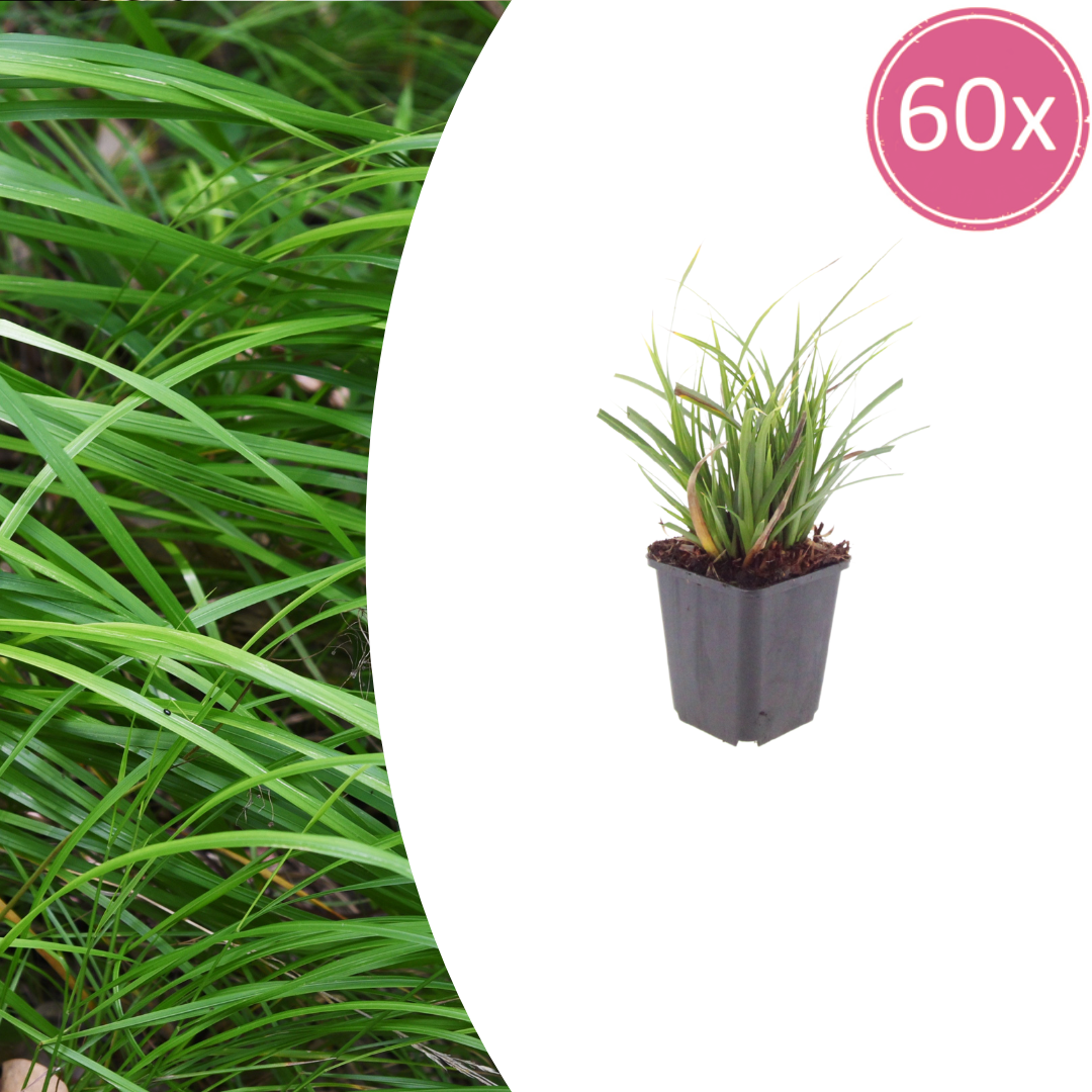 60x Carex morrowii - ↕10-25cm - Ø9cm