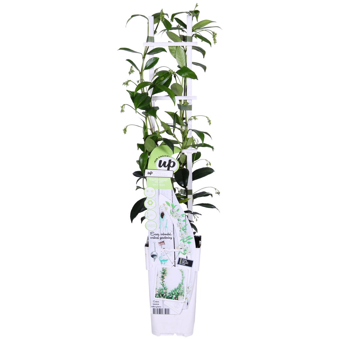 2x - Trachelospermum 'Star of Venice' - ↨65cm - Ø15 full-plant overview, healthy foliage and strong roots