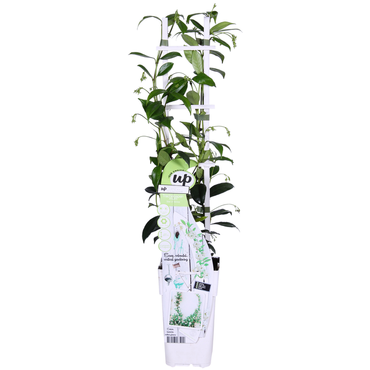 2x - Trachelospermum 'Star of Venice' - ↨65cm - Ø15 full-plant overview, healthy foliage and strong roots