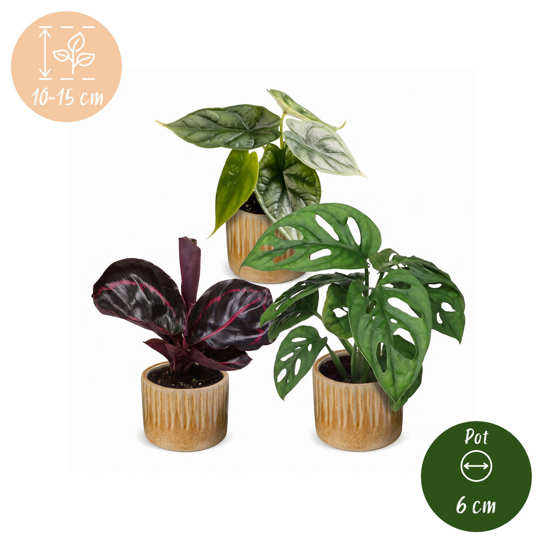 Baby Jungle Mix tropical houseplants, pack of 3, Alocasia, Calathea and Monstera, image 5