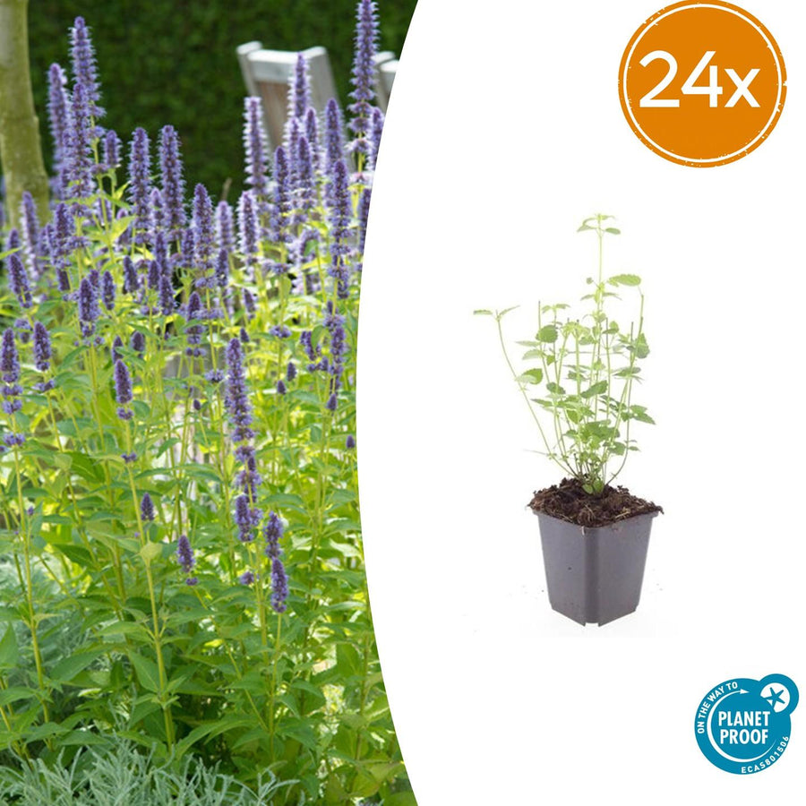Young Agastache 'Black Adder' plant in grey pot, showing green foliage and early purple flower spikes, 10-25cm tall