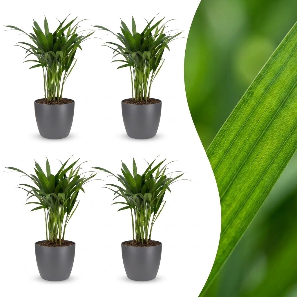 Areca Palm with soft feathery fronds arching from slender golden stems, set of 4 plants in a grey ceramic pot, about 45cm tall