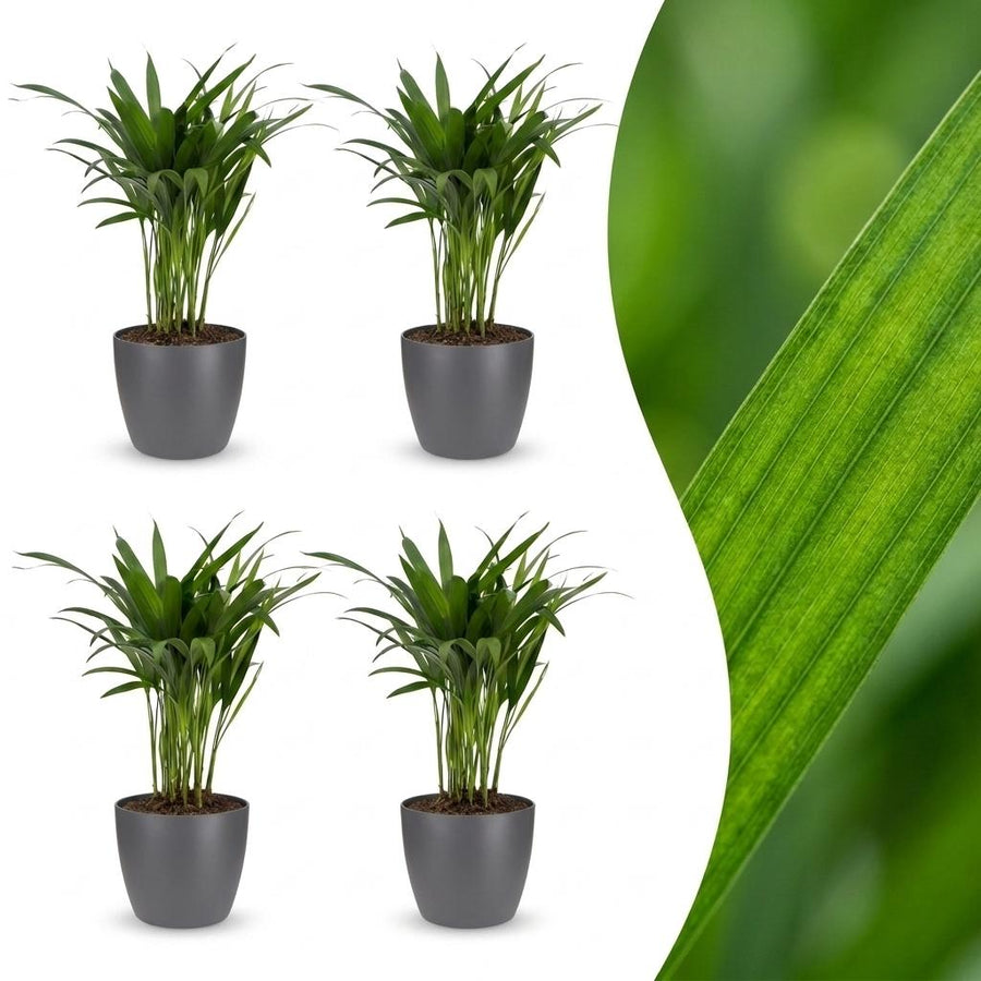 Areca Palm with soft feathery fronds arching from slender golden stems, set of 4 plants in a grey ceramic pot, about 45cm tall
