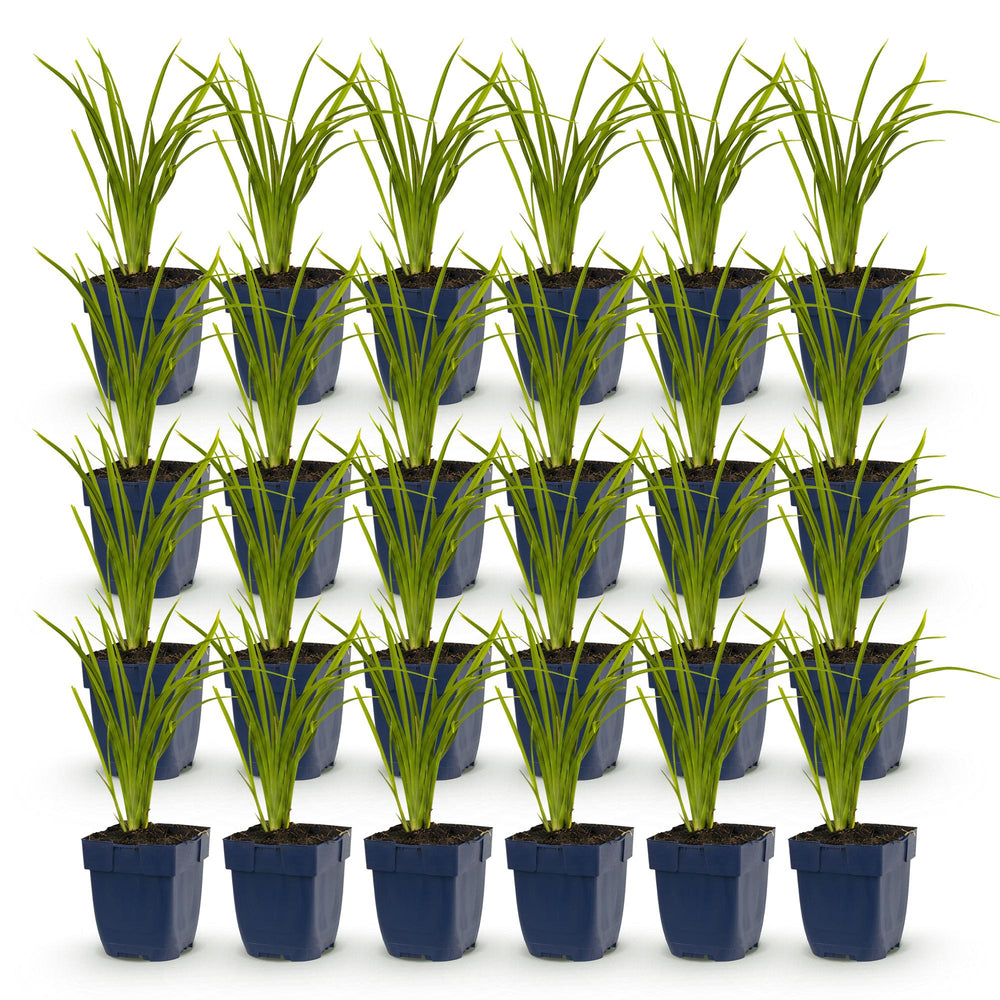 24 Hemerocallis 'Autumn Red' daylily plants in 11cm pots, 15-25cm tall - view 2