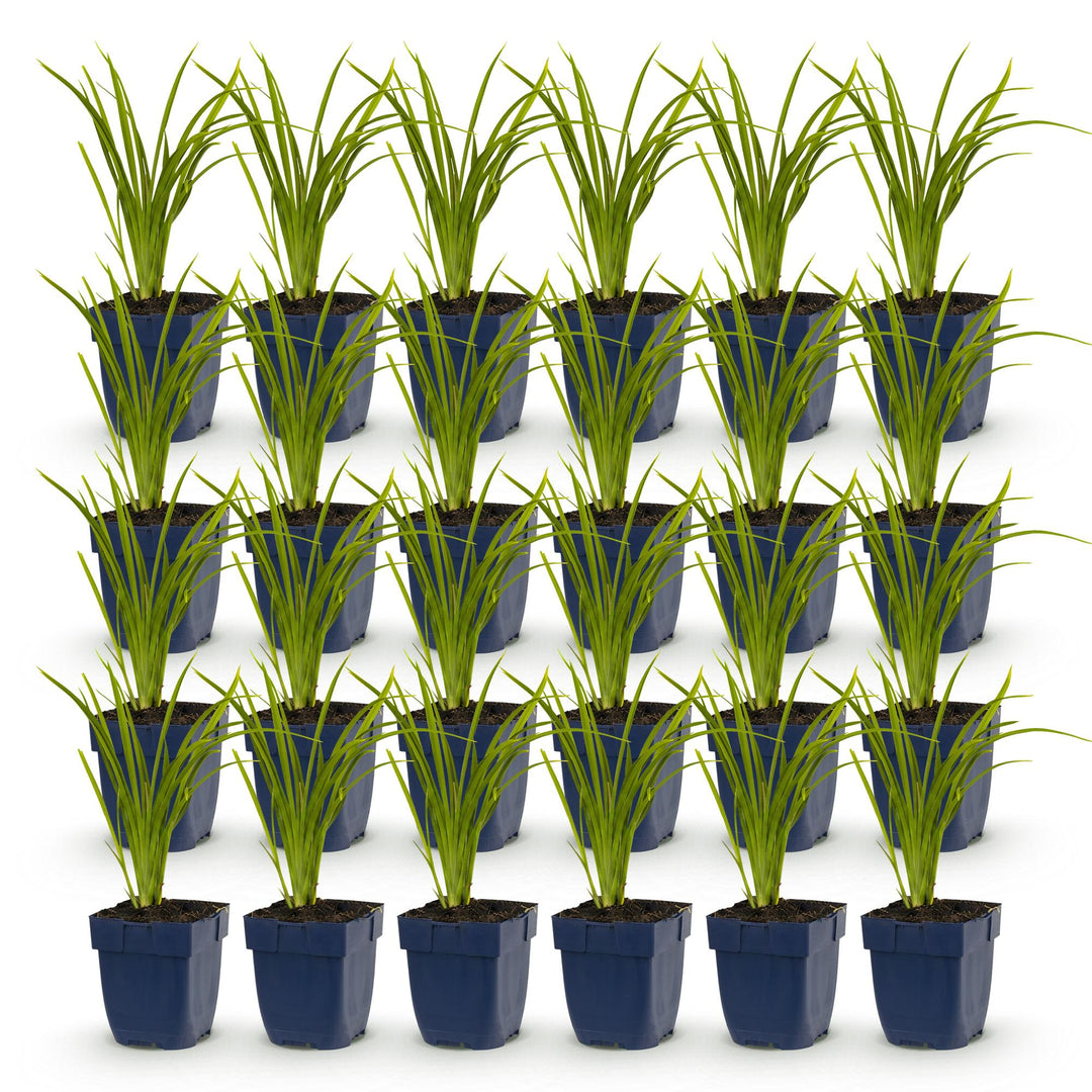 24 Hemerocallis 'Autumn Red' daylily plants in 11cm pots, 15-25cm tall - view 2