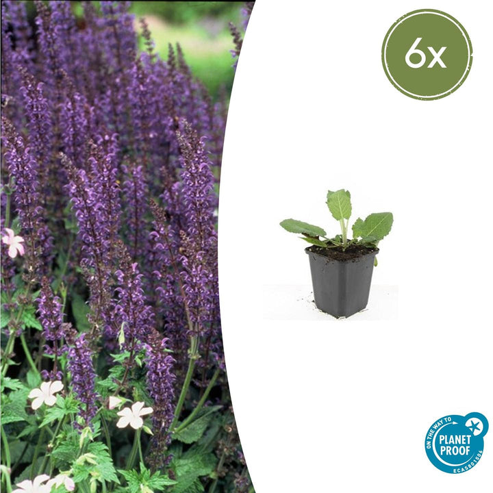 Young Salvia 'Mainacht' plant with purple-blue flower spikes and green foliage in black plastic pot, 10-25cm tall