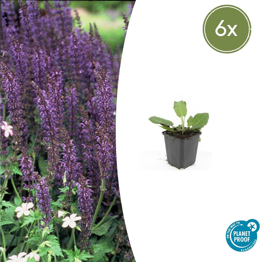 Young Salvia 'Mainacht' plant with purple-blue flower spikes and green foliage in black plastic pot, 10-25cm tall