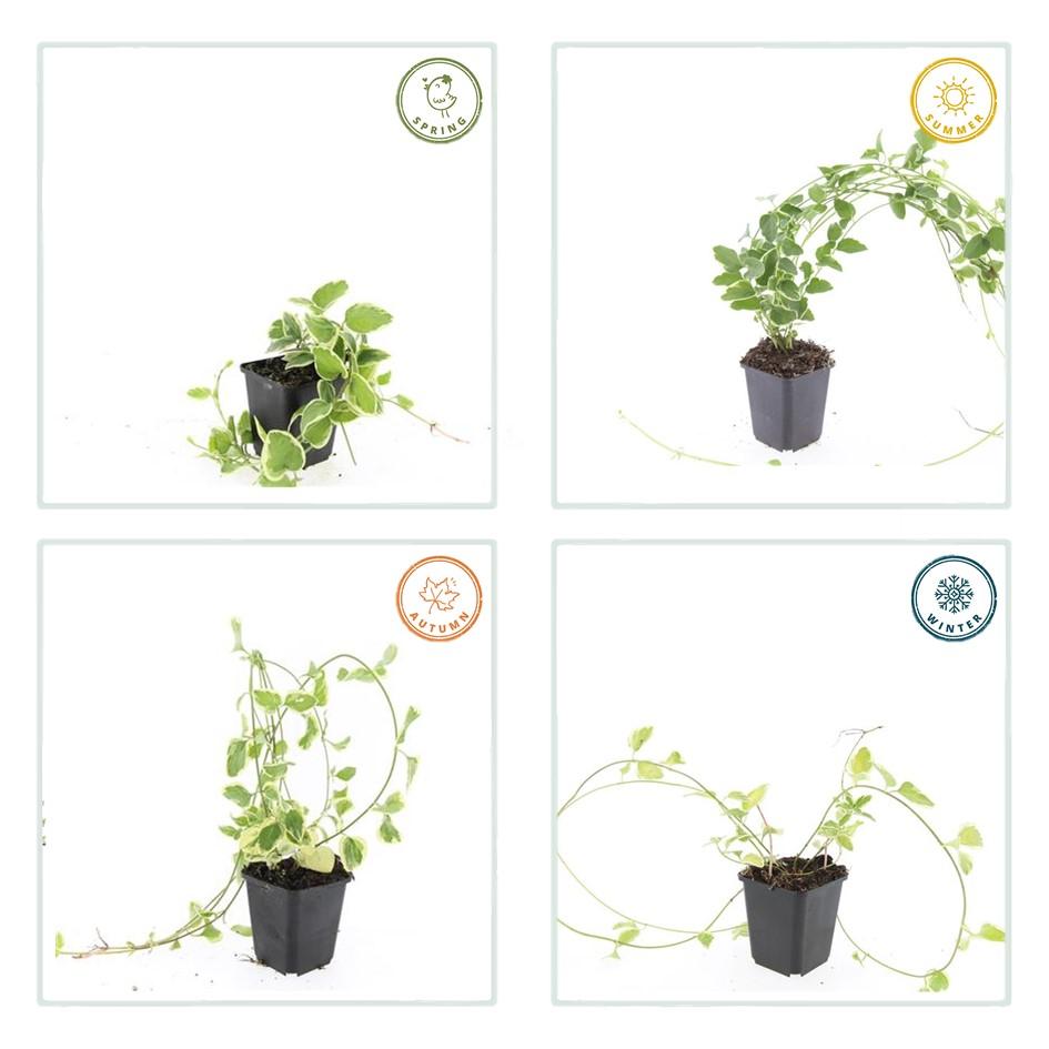 60x Vinca major 'Variegata' - ↕10-25cm - Ø9cm