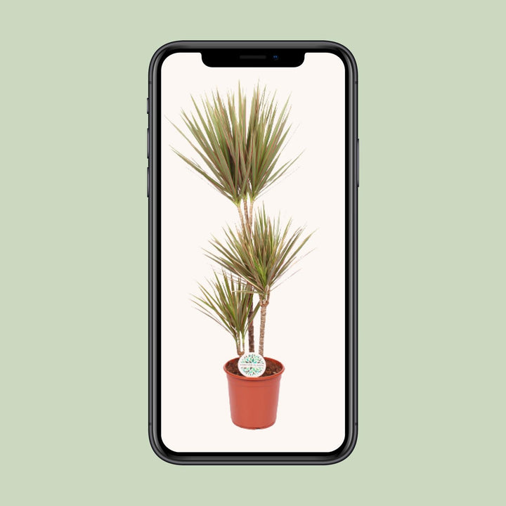 Dragon Tree (Dracaena) - view 4