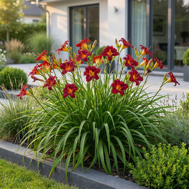 24 Hemerocallis 'Autumn Red' daylily plants in 11cm pots, 15-25cm tall - view 5