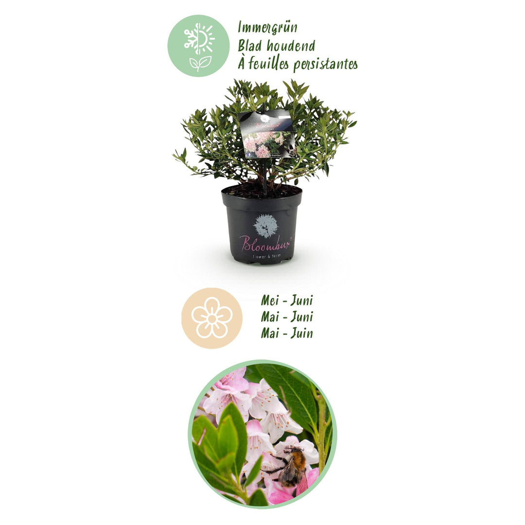 2 Rhododendron Bloombux Light Pink plants in 23cm pots, 45-55cm tall - view 4