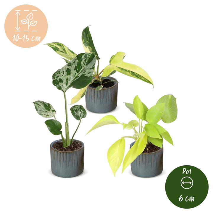 Baby Tropical Mix houseplants, pack of 3, image 5