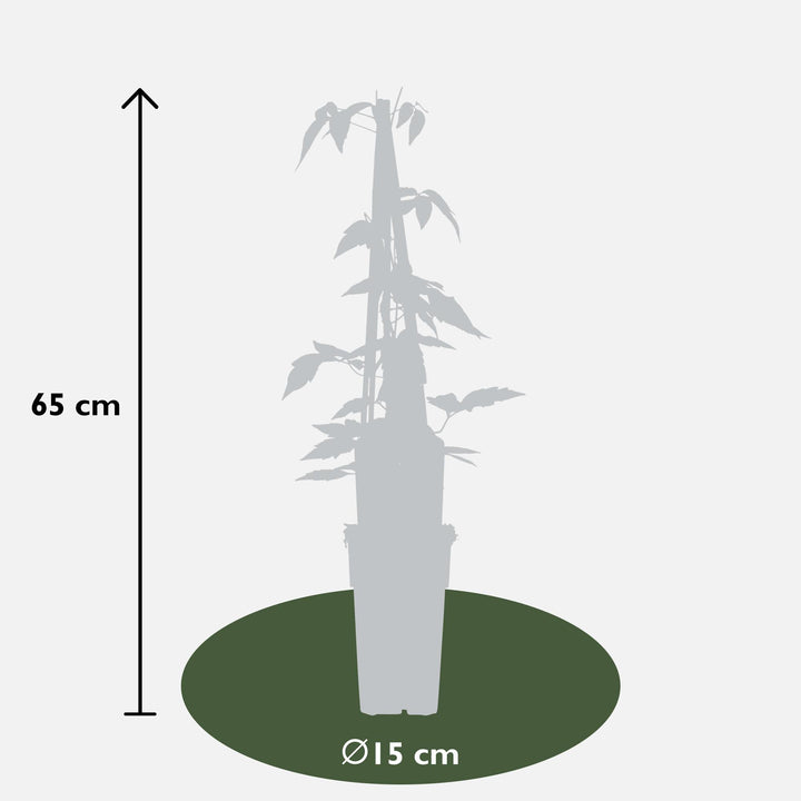 3x Clematis Montana Fragrant Spring - Pink Spring Climber - Ø15cm - ↕65cm