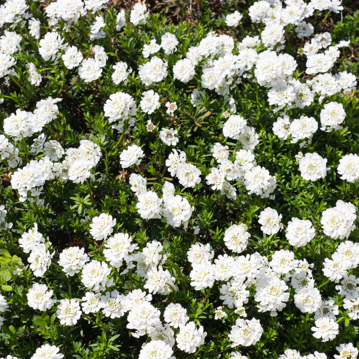 6x Iberis semp. 'Schneeflocke' - ↕10-25cm - Ø9cm — healthy root ball and nursery pot ready to ship from Ireland