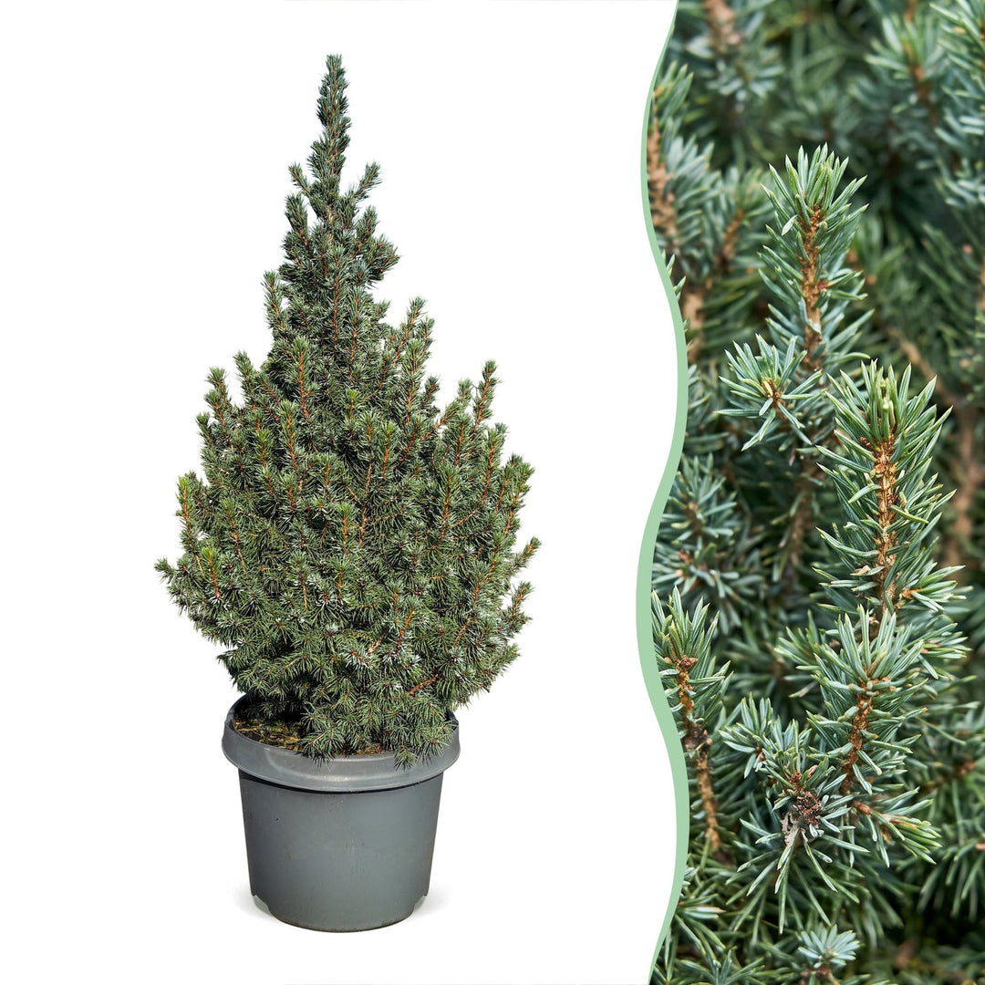 Picea glauca Sander's Blue Blue Alberta Spruce Christmas tree, approx. 60 cm tall