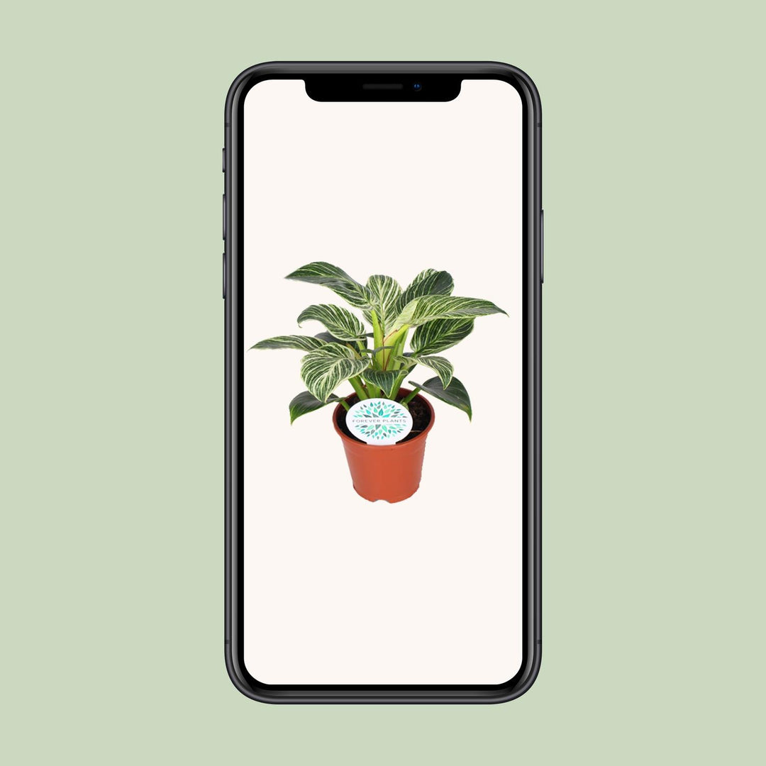 Variegated Philodendron Birkin houseplant in a 14cm pot, featuring lush green and white foliage, by Everspring.