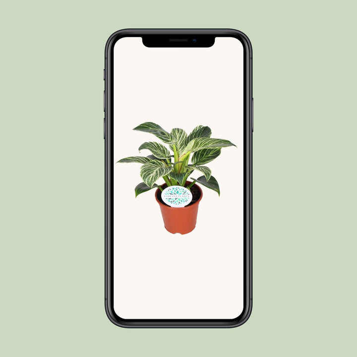 Variegated Philodendron Birkin houseplant in a 14cm pot, featuring lush green and white foliage, by Everspring.