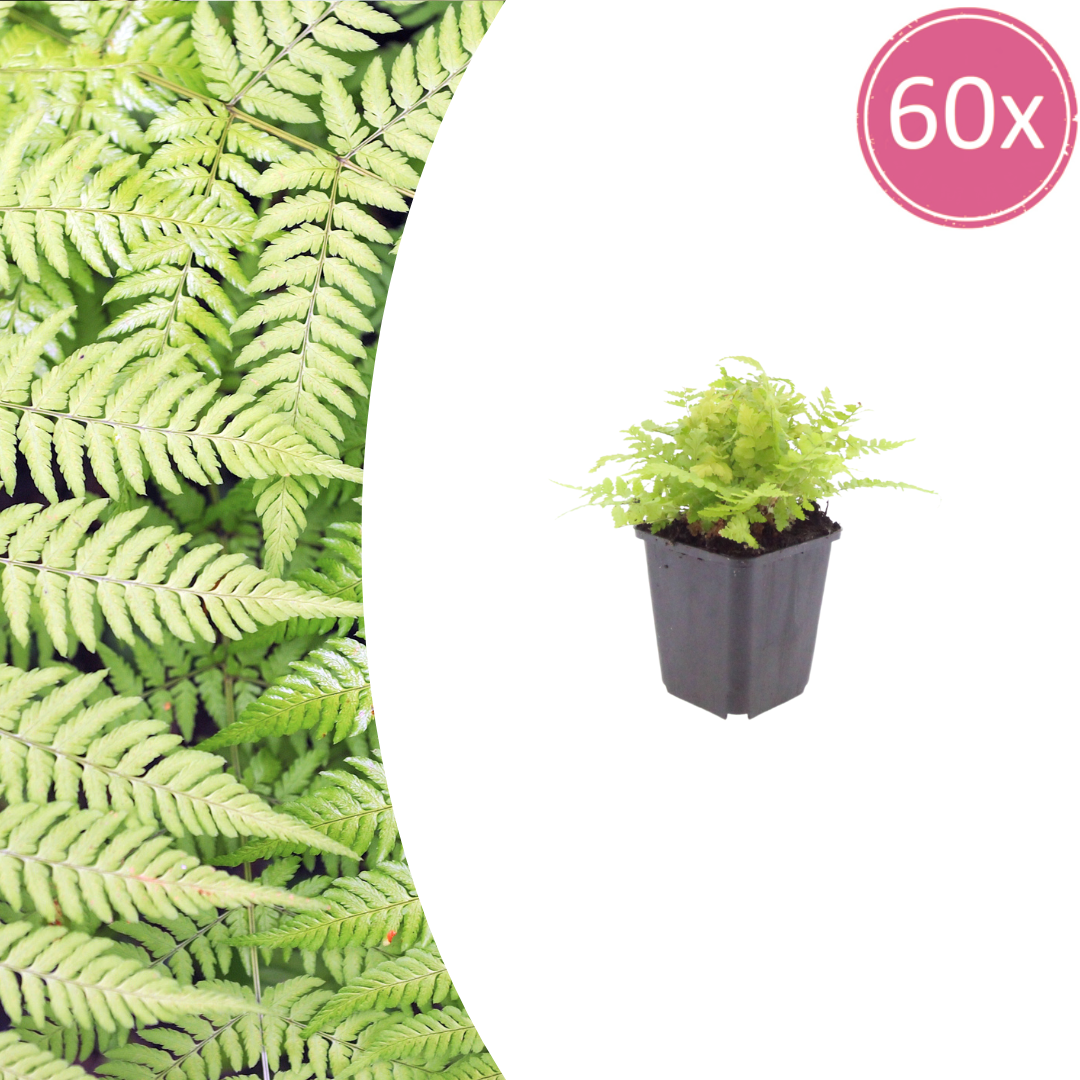 60x Dryopteris filix-mas - ↕10-25cm - Ø9cm