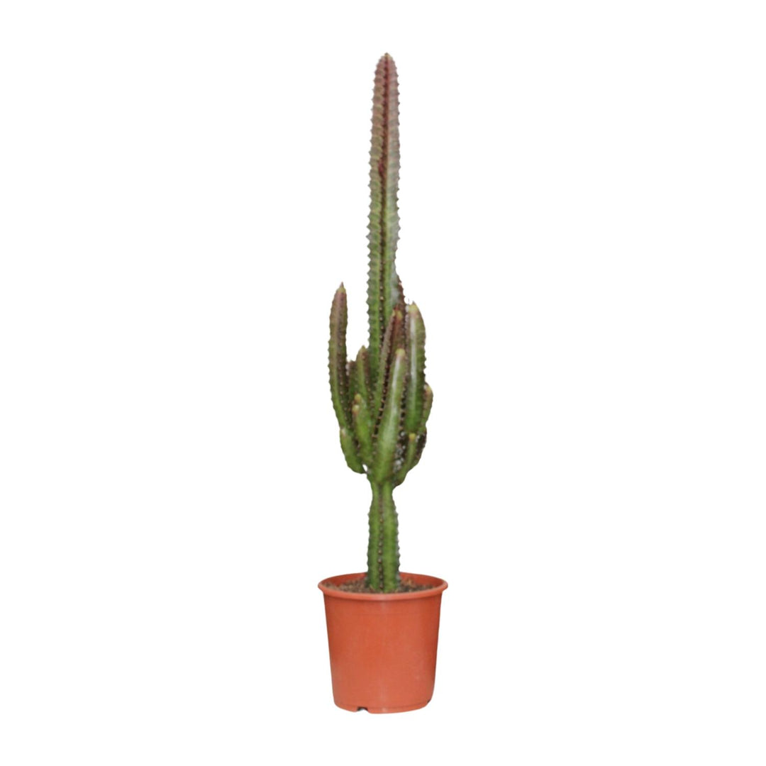 Euphorbia Trigona Rubra 70cm — African Milk Tree in 17cm pot