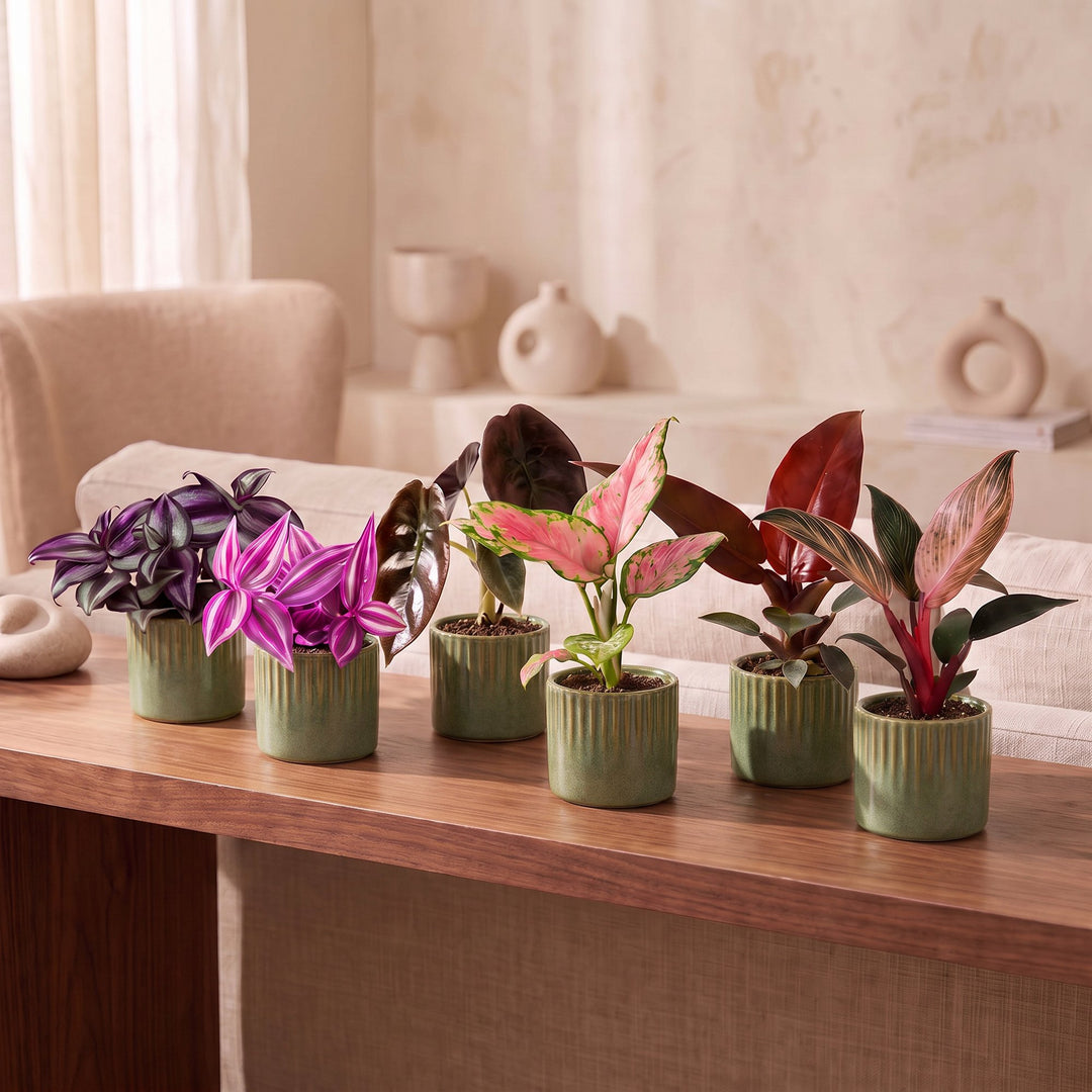Baby Paradise Mix, pack of 6 tropical houseplants in pink and red tones, image 3