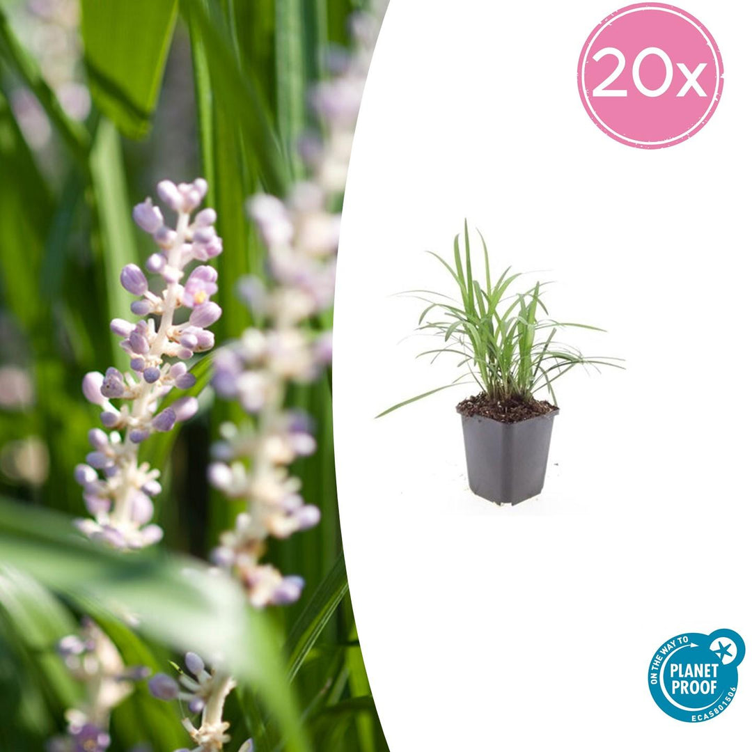 Liriope Muscari Monroe White 20-Pack - Evergreen Groundcover 10-25cm