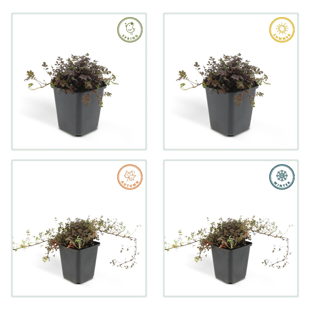 48x Acaena Microphylla Kupferteppich Bronze Ground Cover 9cm