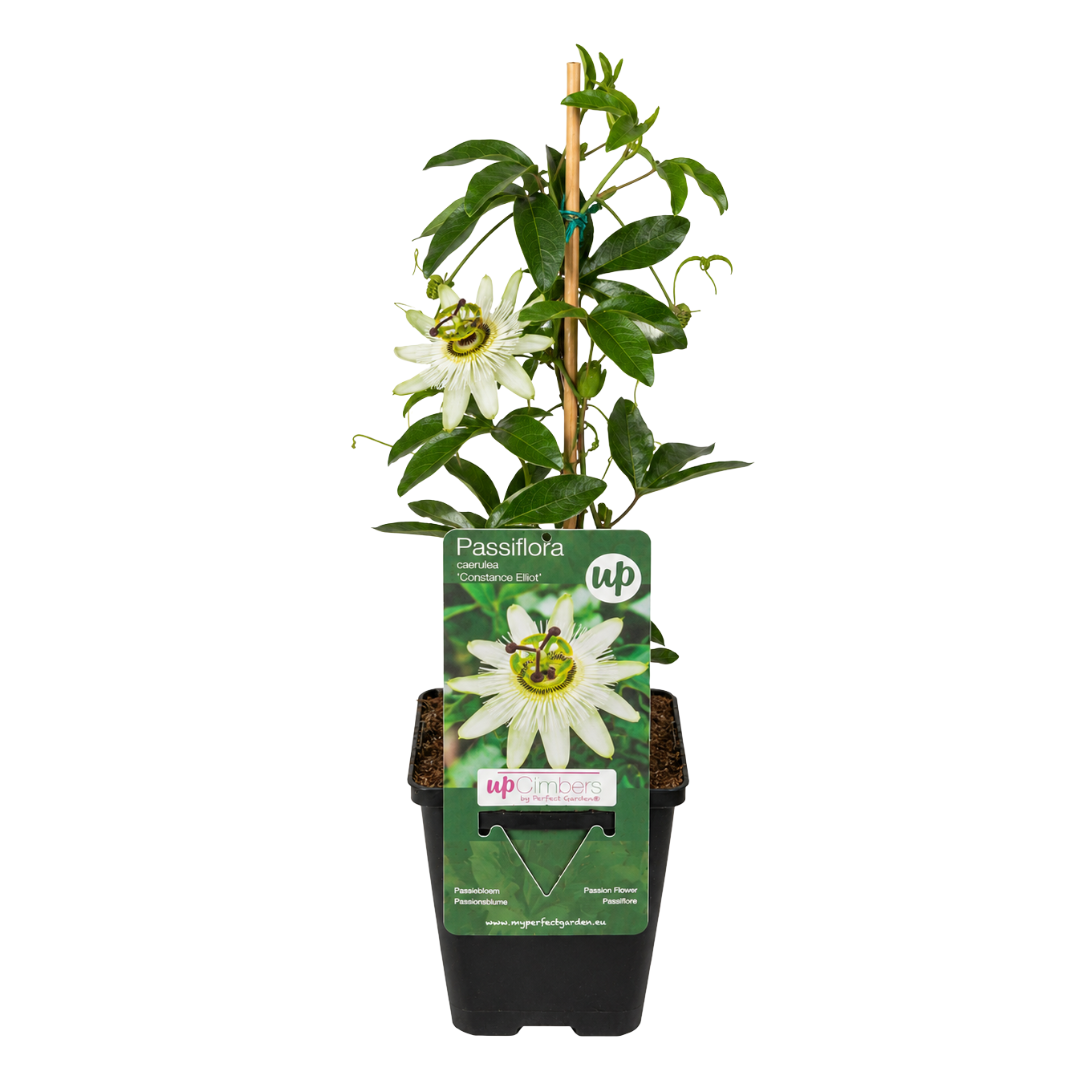 6x Passiflora caerulea ‘Constance Elliott’ – P9 Pot – Elegant White Passion Flower