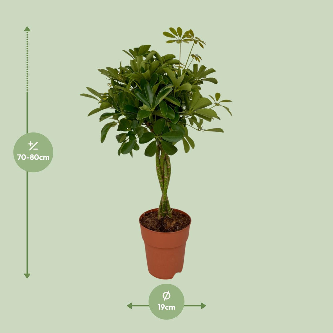 Schefflera Compacta 80cm — Dwarf Umbrella Tree in 19cm pot