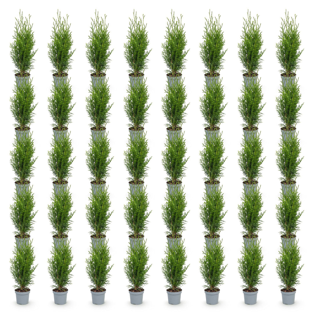 40 Thuja occidentalis 'Smaragd' hedging plants in 9cm pots, 20-30cm tall - view 2