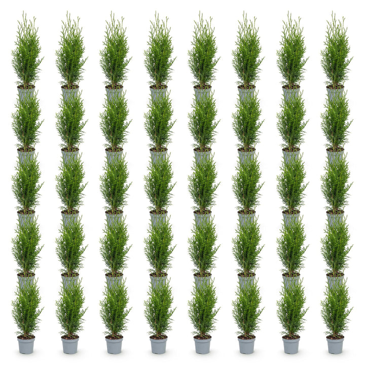 40 Thuja occidentalis 'Smaragd' hedging plants in 9cm pots, 20-30cm tall - view 2