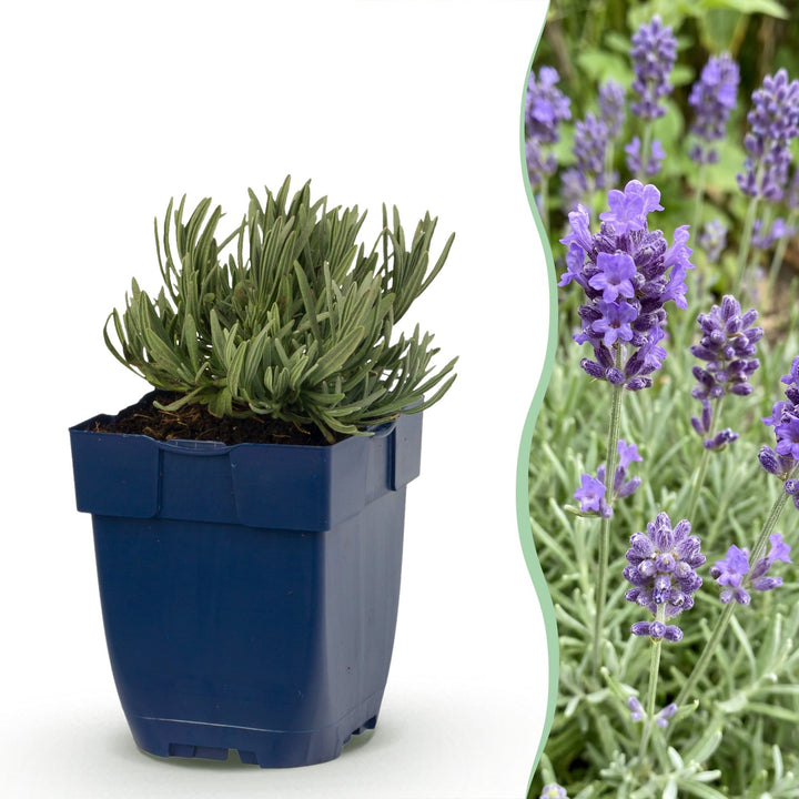 Lavandula angustifolia 'Dwarf Blue' lavender, pack of 24 plants in 11cm pots