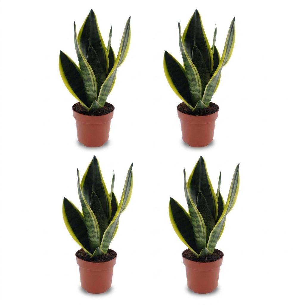 Snake Plant (Sansevieria 'Future Superb') - 4 Plants - 12cm Pot - 35cm Tall