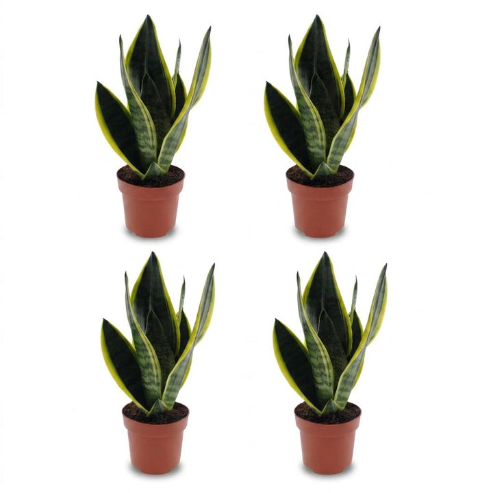 Snake Plant (Sansevieria 'Future Superb') - 4 Plants - 12cm Pot - 35cm Tall