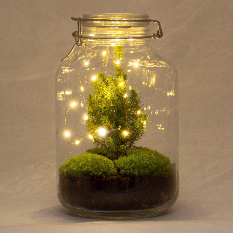 DIY Christmas terrarium kit, jar 18cm wide and 28cm tall, with mini conifer and moss