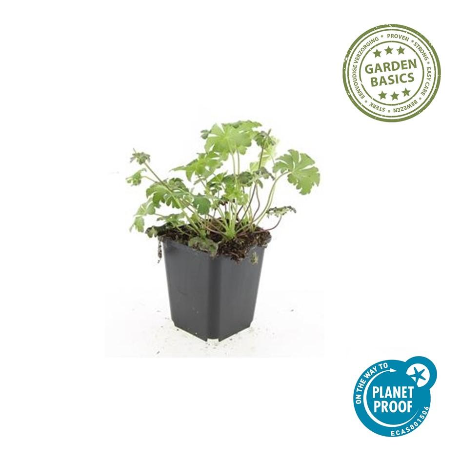 6x Geranium sang. 'Album' - ↕10-25cm - Ø9cm styled in an Irish home interior