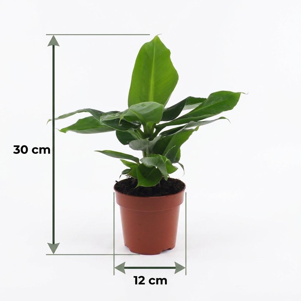 Dwarf Banana Plant (Musa 'Oriental Dwarf') - 4 Plants - 12cm Pot - 30cm Tall