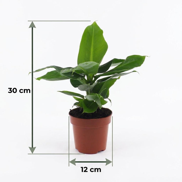 Dwarf Banana Plant (Musa 'Oriental Dwarf') - 4 Plants - 12cm Pot - 30cm Tall