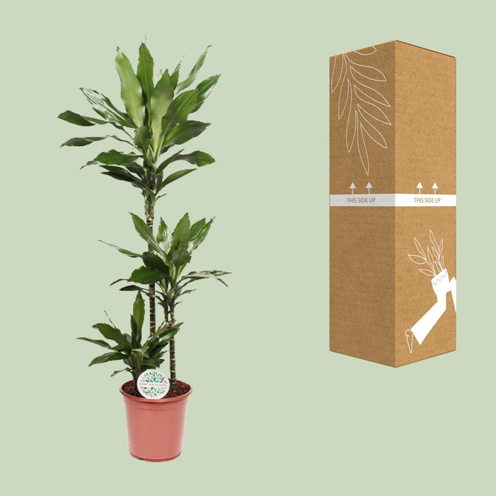 Dracaena Janet Lind - Ø24cm - ↕130cm styled in an Irish home interior