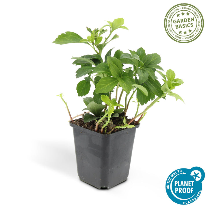 48x Pachysandra Green Carpet - Evergreen Ground Cover - 10-25cm