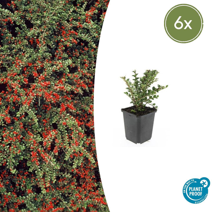 Cotoneaster horizontalis with small green leaves and bright red berries, displayed in black square pot against white…