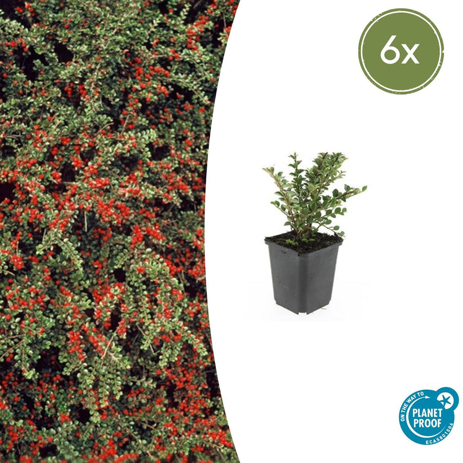 Cotoneaster horizontalis with small green leaves and bright red berries, displayed in black square pot against white…