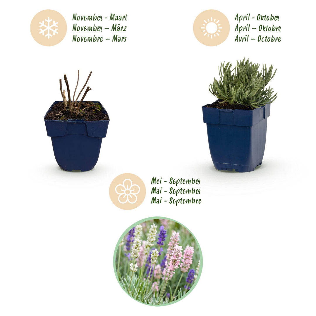 24x Lavandula Tricolour mix lavender plants in 11cm pots - view 4