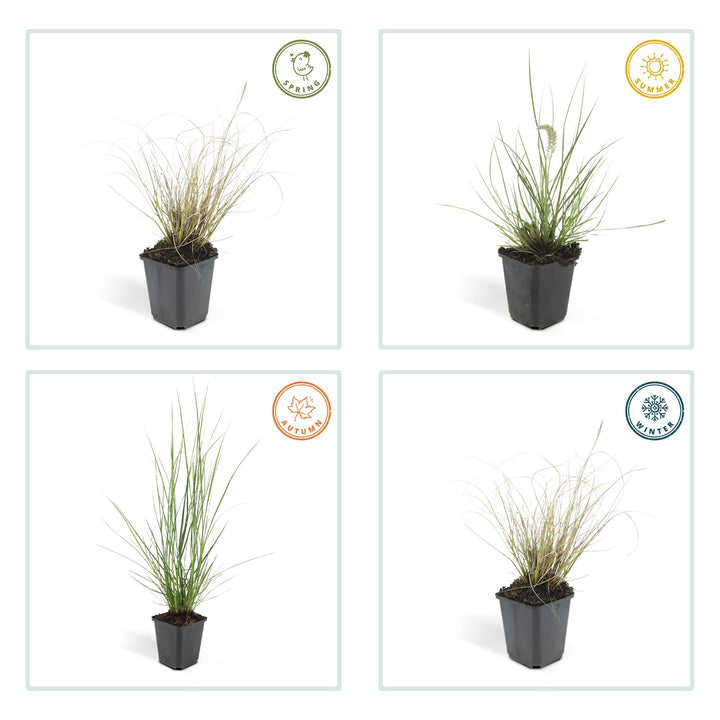 48x Dwarf Fountain Grass Hameln - Compact Ornamental Grass 10-25cm
