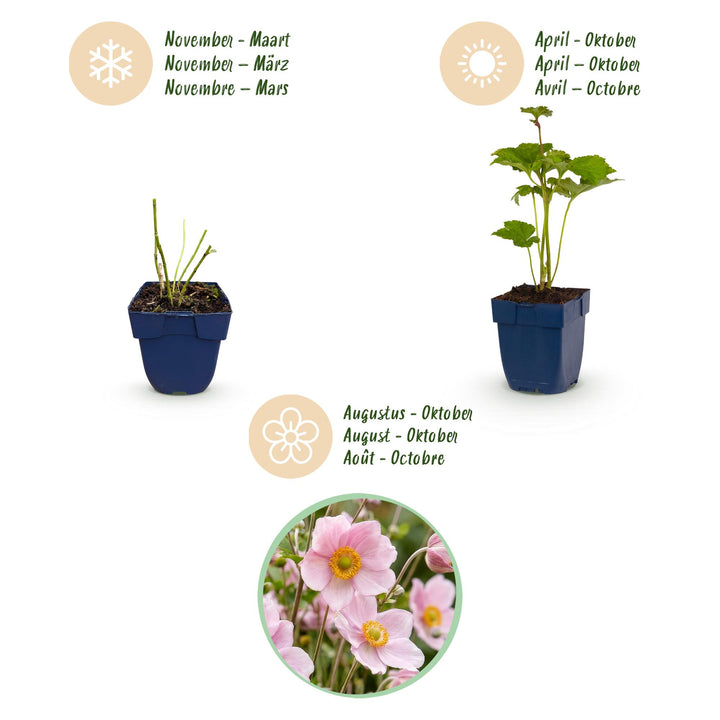 24x Anemone hybrida 'Koenigin Charlotte' Japanese Anemone - Pink - 11cm Pot - 15-25cm