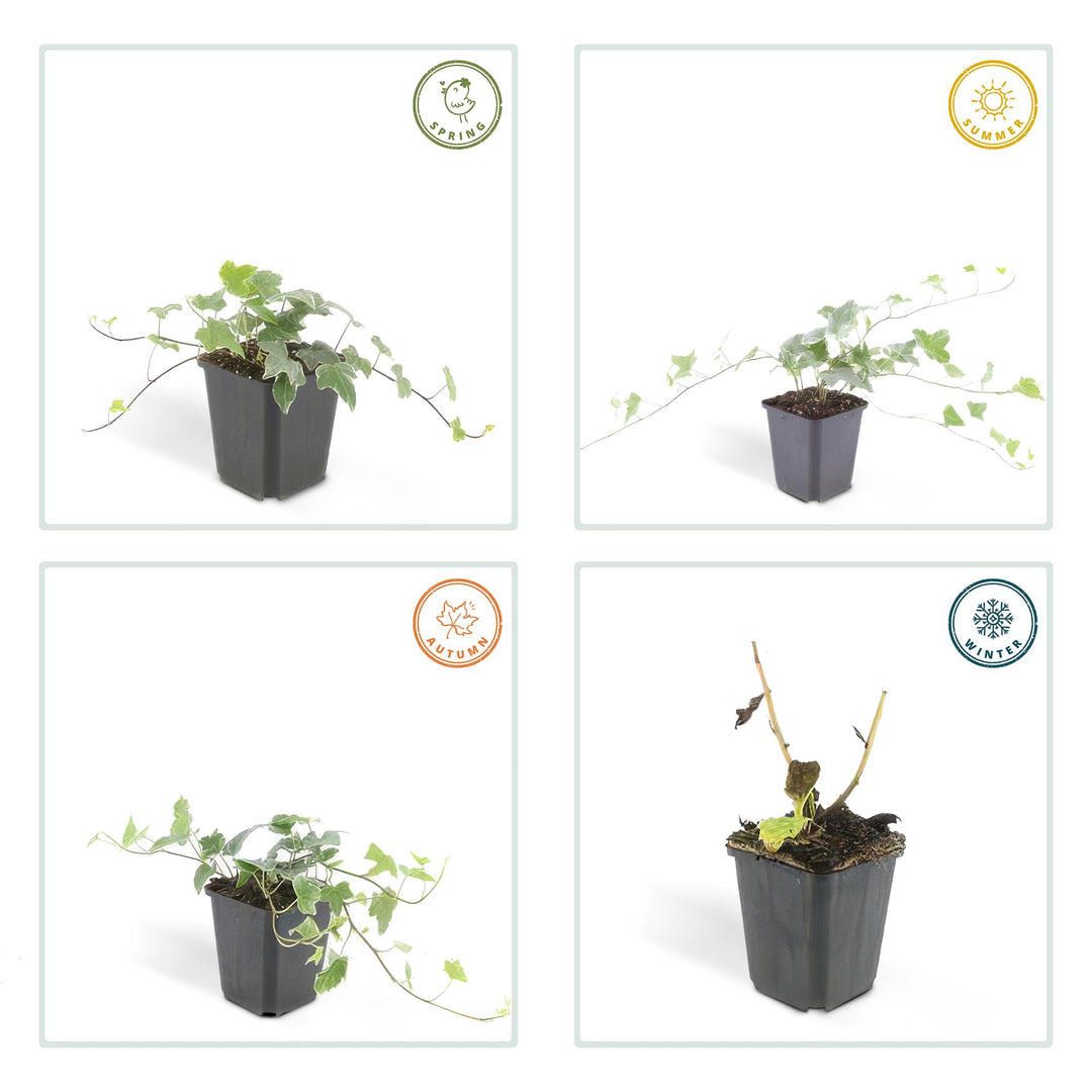 6x Hedera helix 'Glacier' - ↕10-25cm - Ø9cm — healthy root ball and nursery pot ready to ship from Ireland