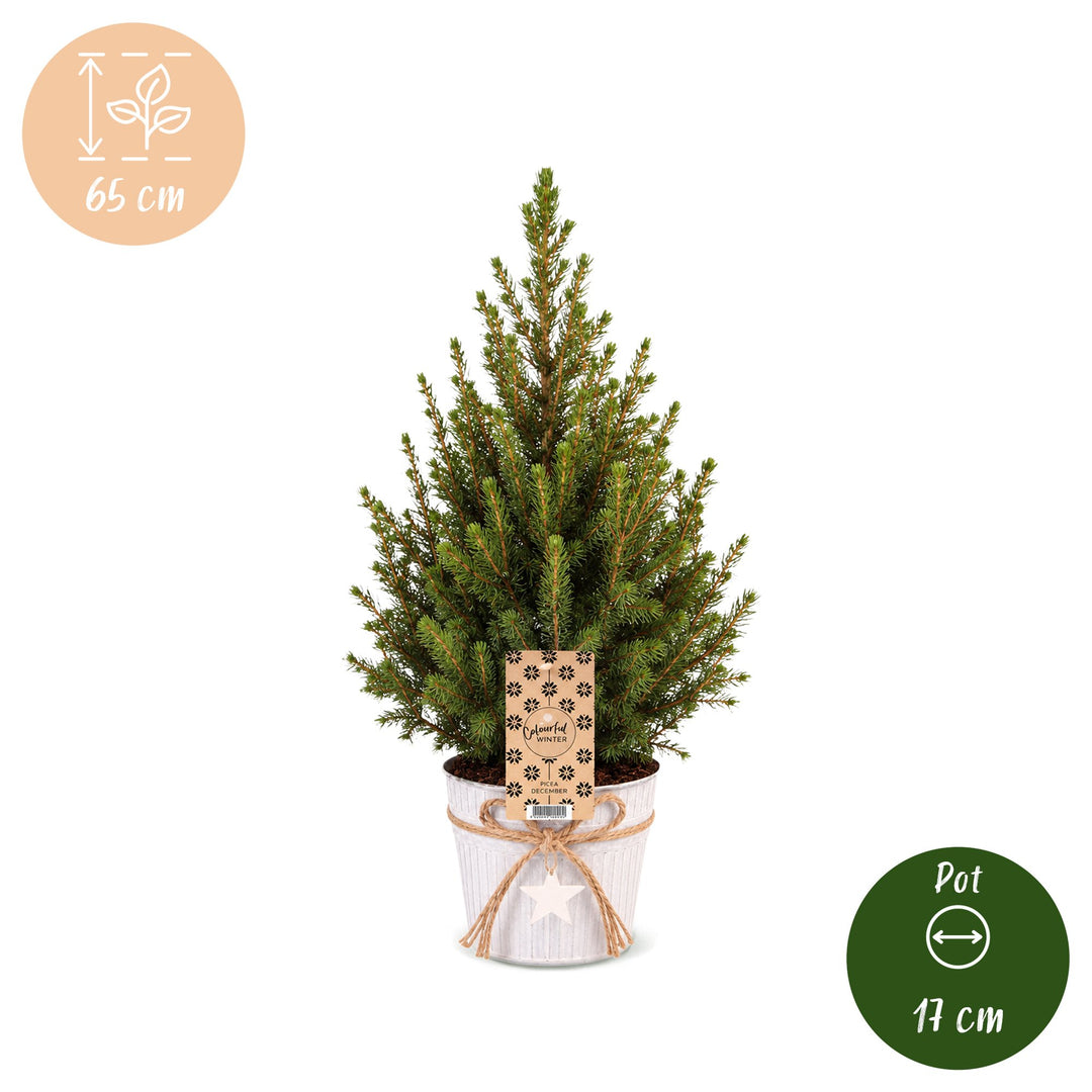 Picea glauca Conica Dwarf Alberta Spruce Christmas trees, 65cm tall in Ø17cm pot, image 5