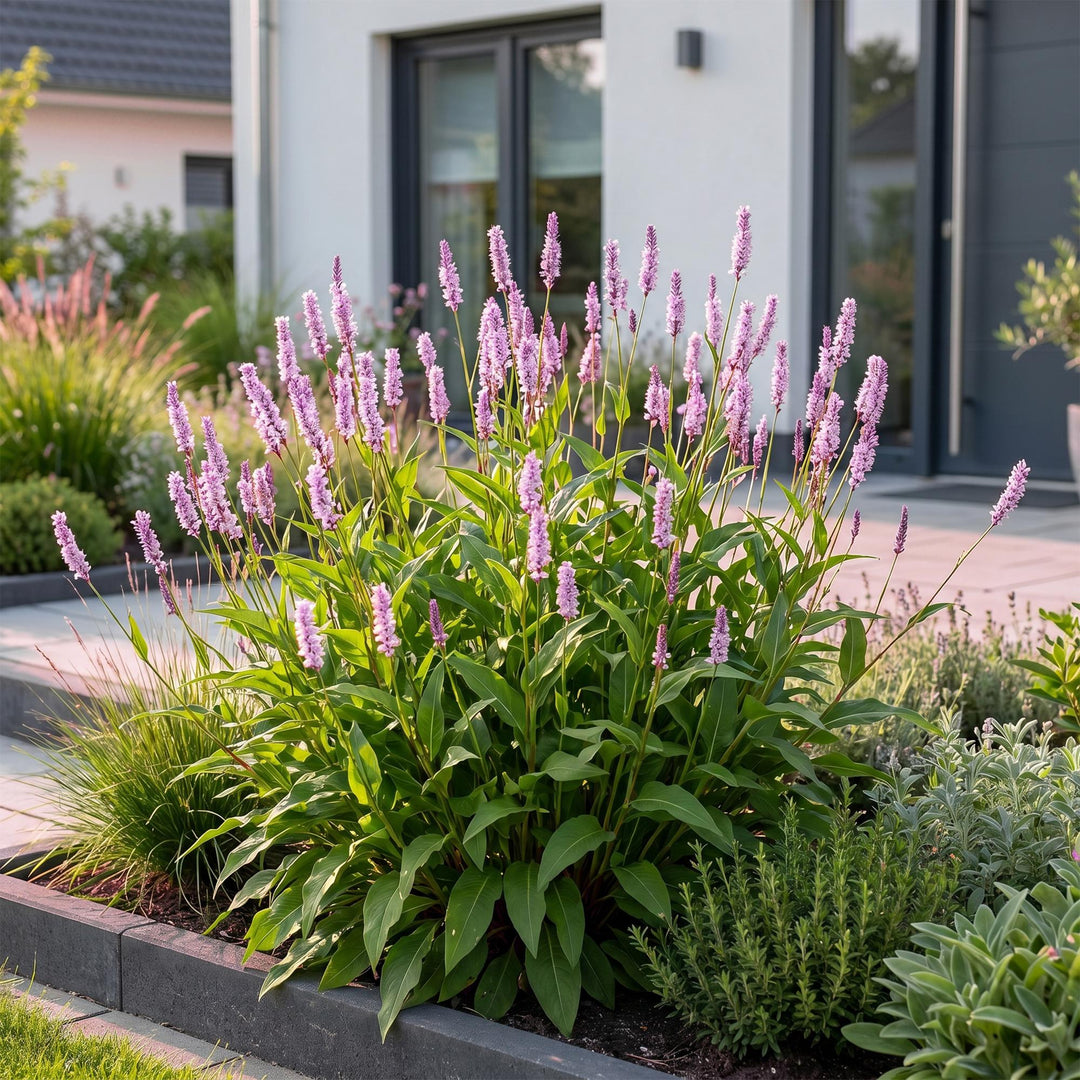 24 Persicaria amplexicaulis 'Rosea' plants in 11cm pots, 15-25cm tall - view 6