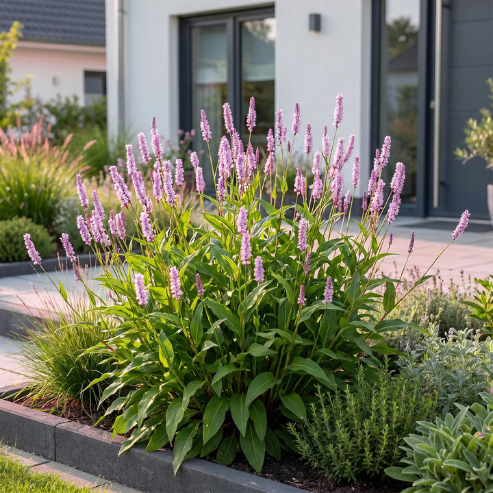 24 Persicaria amplexicaulis 'Rosea' plants in 11cm pots, 15-25cm tall - view 6